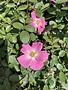 ROSE, 'NEARLY WILD', 3G*