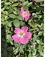 NEARLY WILD ROSE BUSH, 3 GALLON