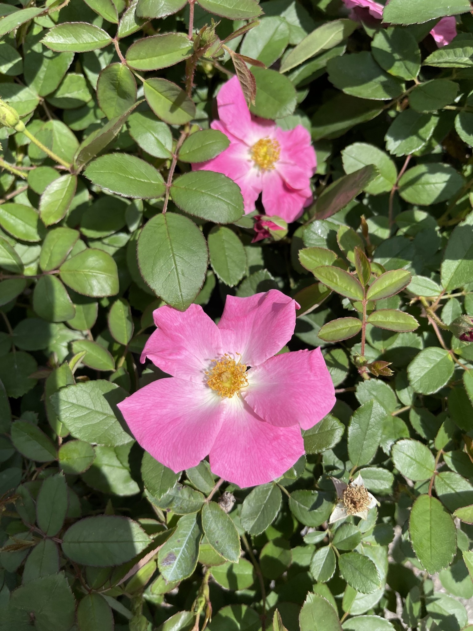 'NEARLY WILD' ROSE 3G GROWERS OUTLET WILLIS, TEXAS Growers Outlet Willis Texas