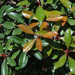 CLEYERA, JAPONICA, 7G