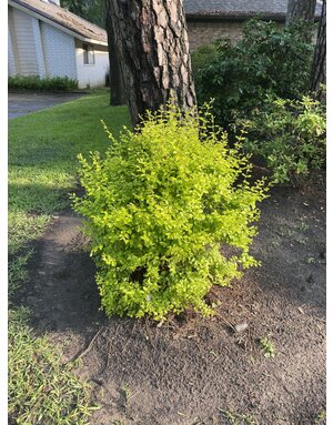 Ligustrum 'Sunshine' 7G