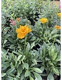 'EARLY SUNRISE' COREOPSIS, 1 GALLON