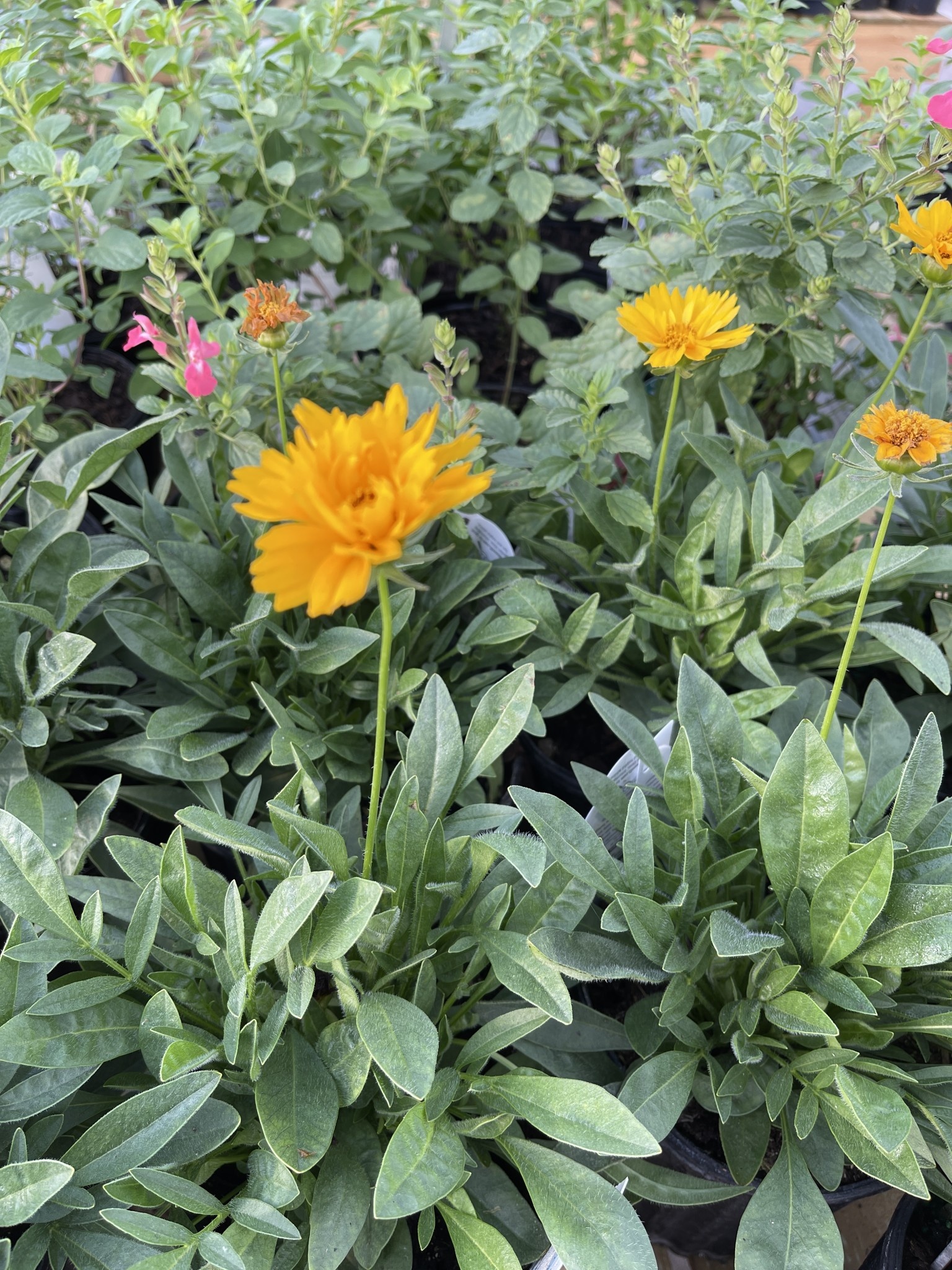 'EARLY SUNRISE' COREOPSIS, 1 GALLON