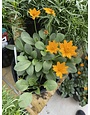 'NANA' COREOPSIS, 1 GALLON