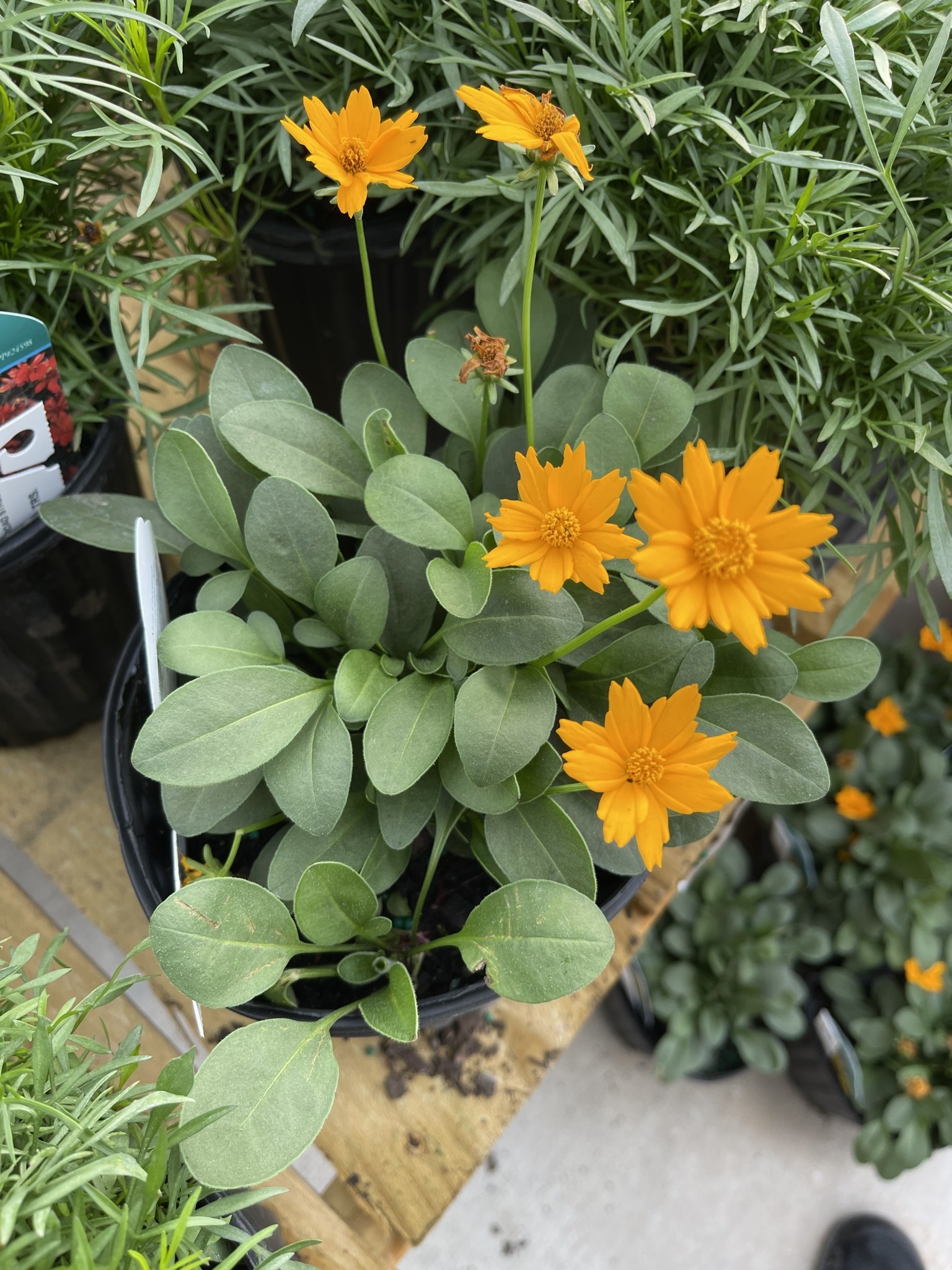 'NANA' COREOPSIS, 1 GALLON
