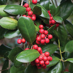 Vallecillos HOLLY, 'DWARF 'BURFORD', 3G