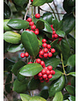 Dwarf Burford Holly 3 Gallon - Ilex cornuta 'Burfordii Nana'