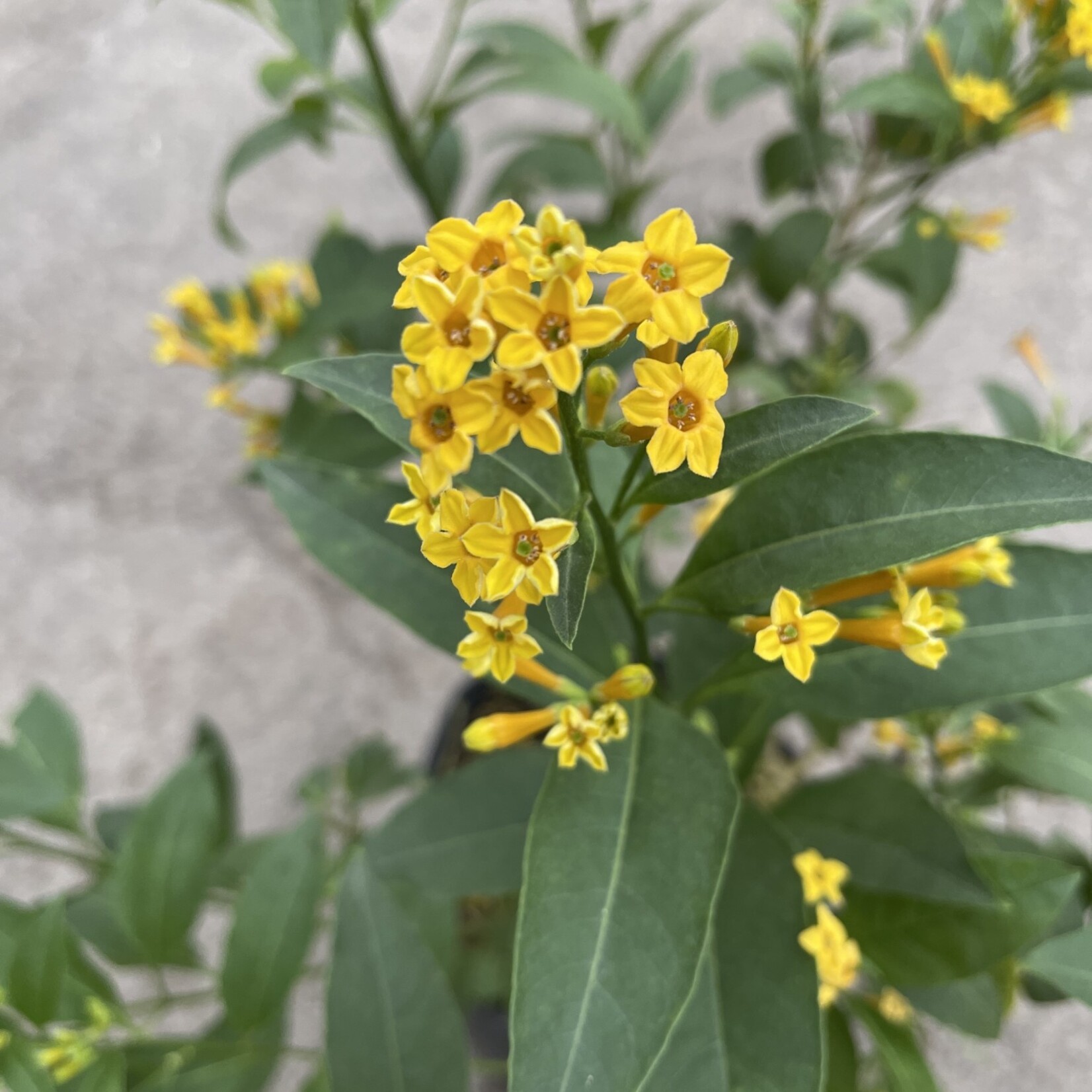 CESTRUM, 'ORANGE PEEL', 3G