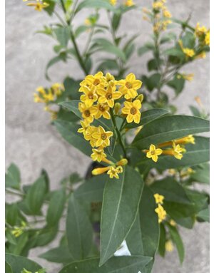 Cestrum 'Orange Peel' 3G