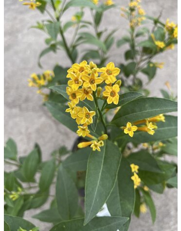 Cestrum 'Orange Peel' 3G