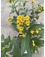 Orange Peel Cestrum 3 Gallon - Cestrum aurantiacum