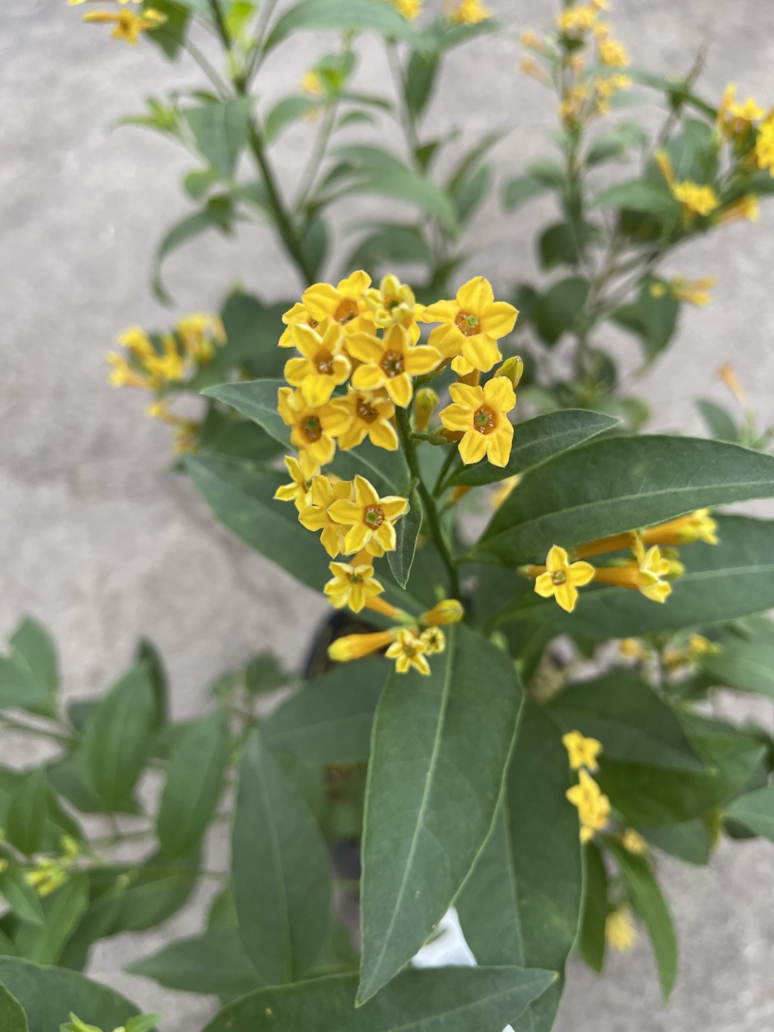 'ORANGE PEEL' CESTRUM PLANT, 3 GALLON