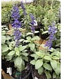 SALVIA, 'MYSTIC SPIRES', 1G