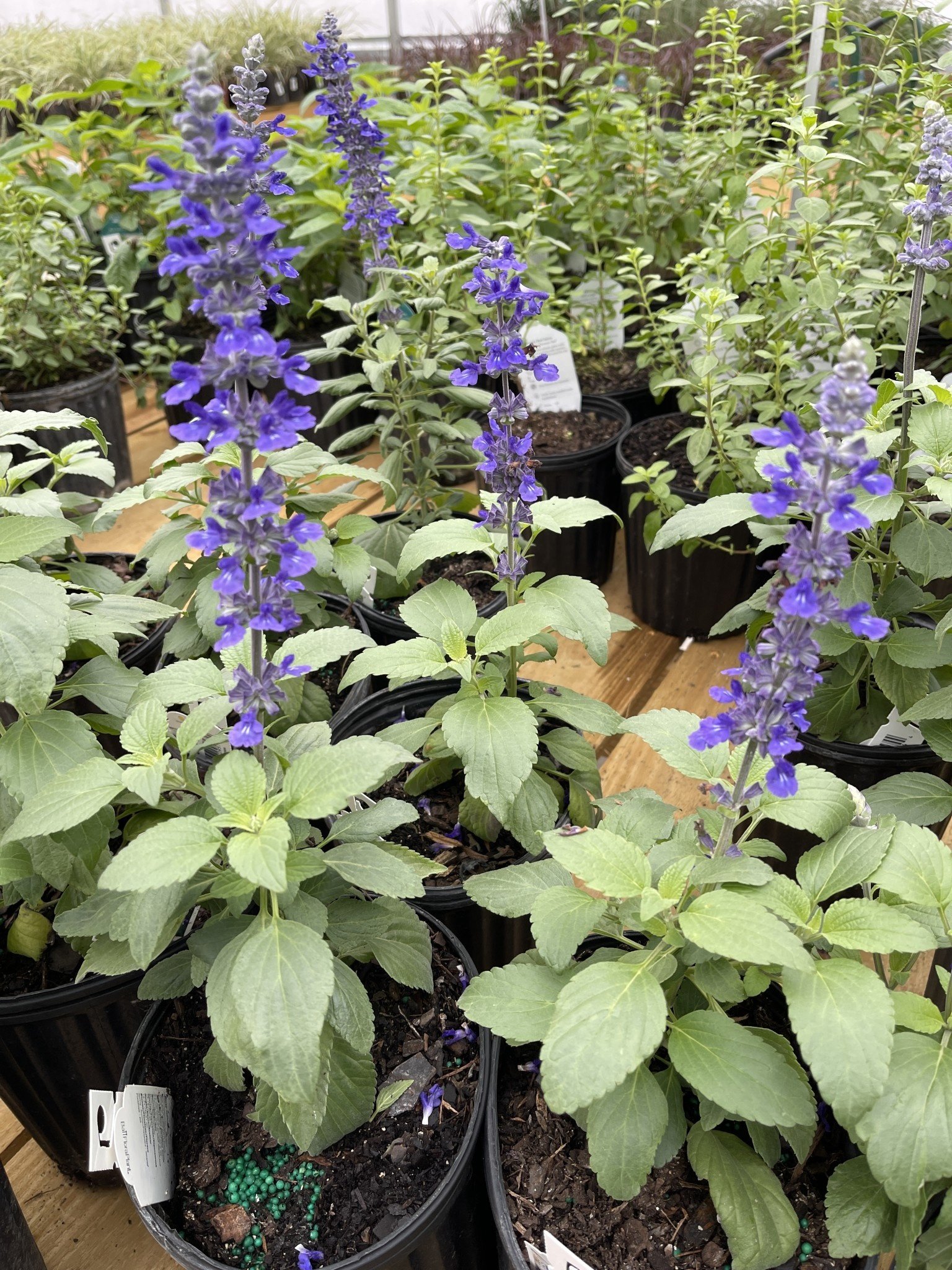 SALVIA, 'MYSTIC SPIRES', 1G