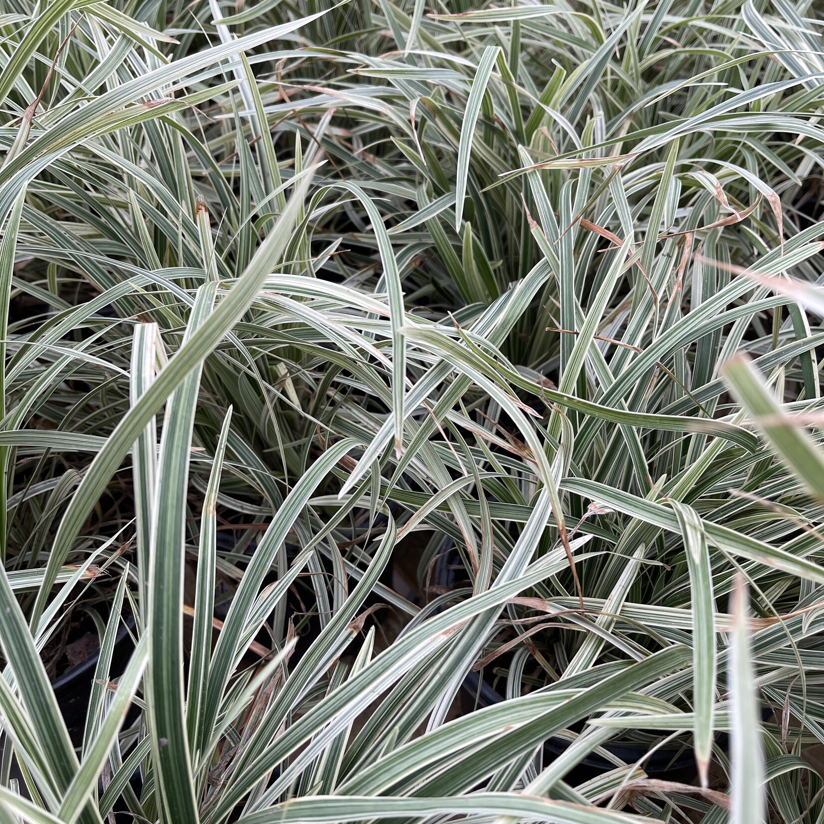 LIRIOPE,  'AZTEC GRASS' 1G