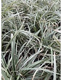 Liriope ‘Aztec Grass’ – Variegated Groundcover 1 Gallon