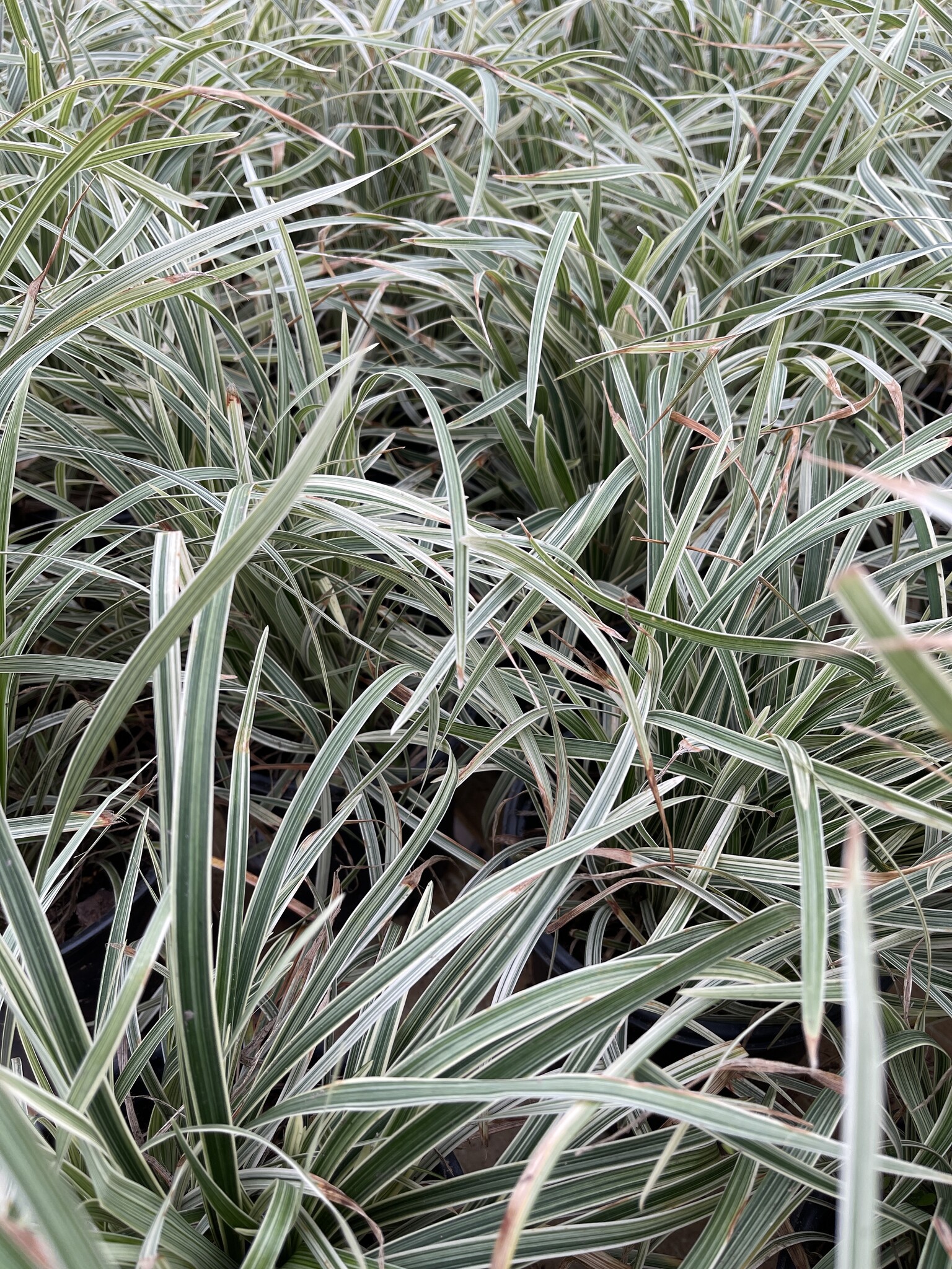 Liriope ‘Aztec Grass’ – Variegated Groundcover 1 Gallon