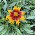 COREOPSIS, 'UPTICK BRONZE', 1G