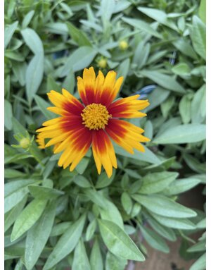 COREOPSIS, 'UPTICK BRONZE', 1G