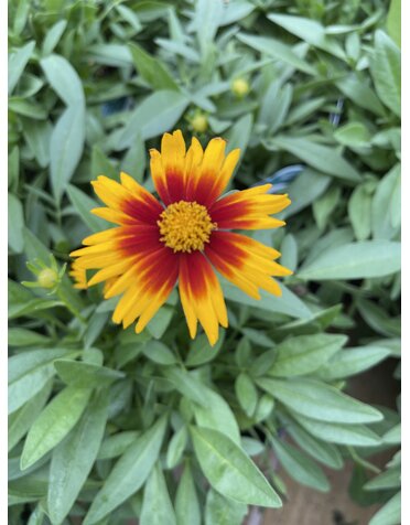 COREOPSIS, 'UPTICK BRONZE', 1G