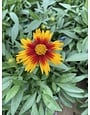 COREOPSIS, 'UPTICK BRONZE', 1G