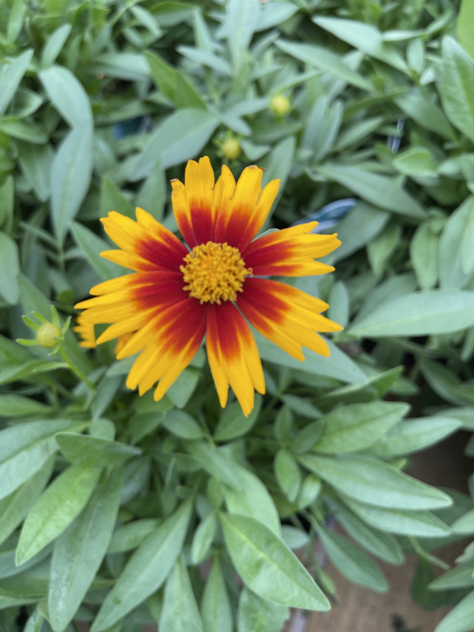 'UPTICK BRONZE' COREOPSIS, 1 GALLON