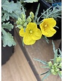 'TEXAS' PRIMROSE PLANT, 1 GALLON