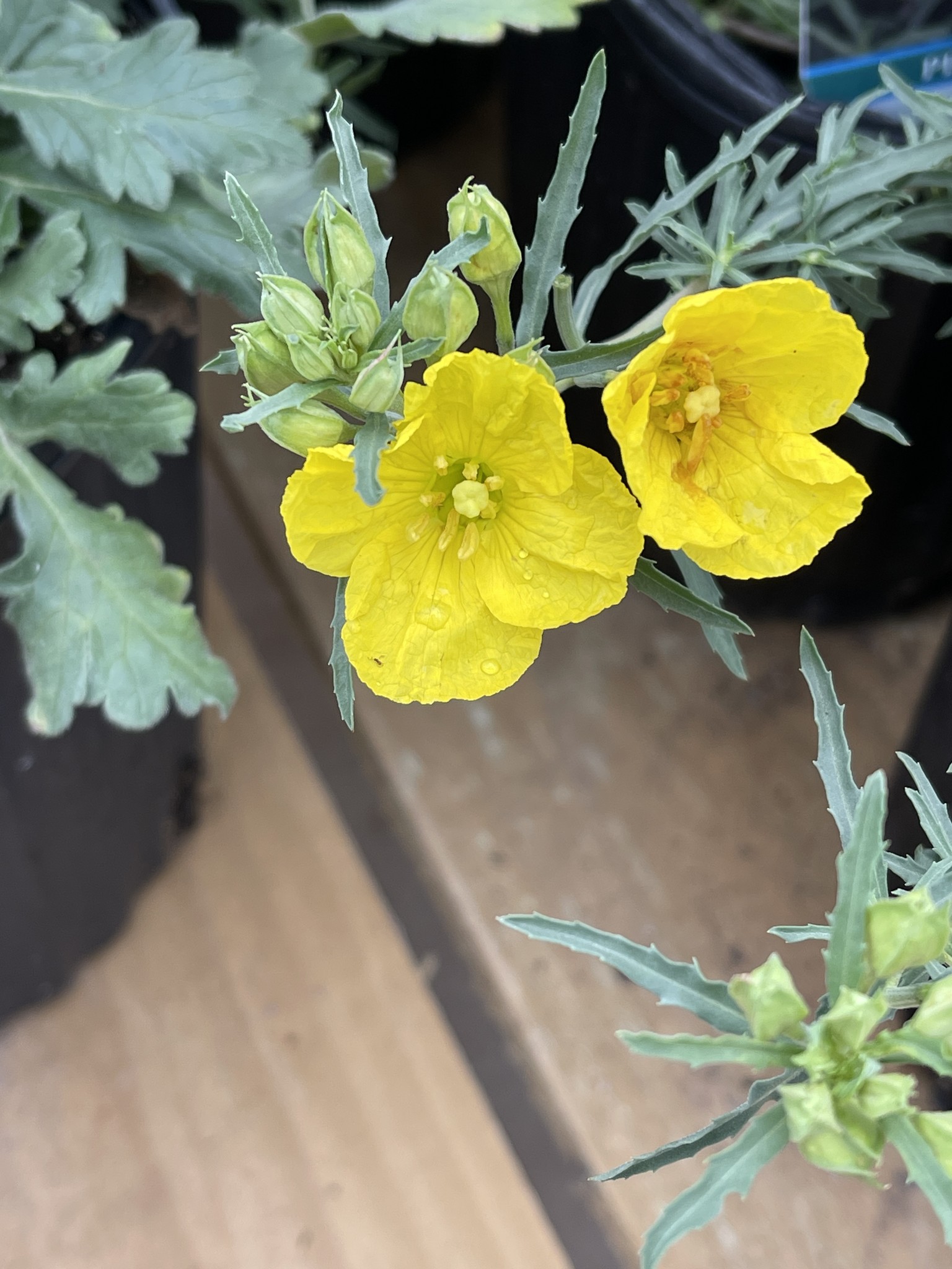 'TEXAS' PRIMROSE PLANT, 1 GALLON
