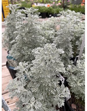 ARTEMESIA, 'PARFUM D'ETHIOPIA', 1G