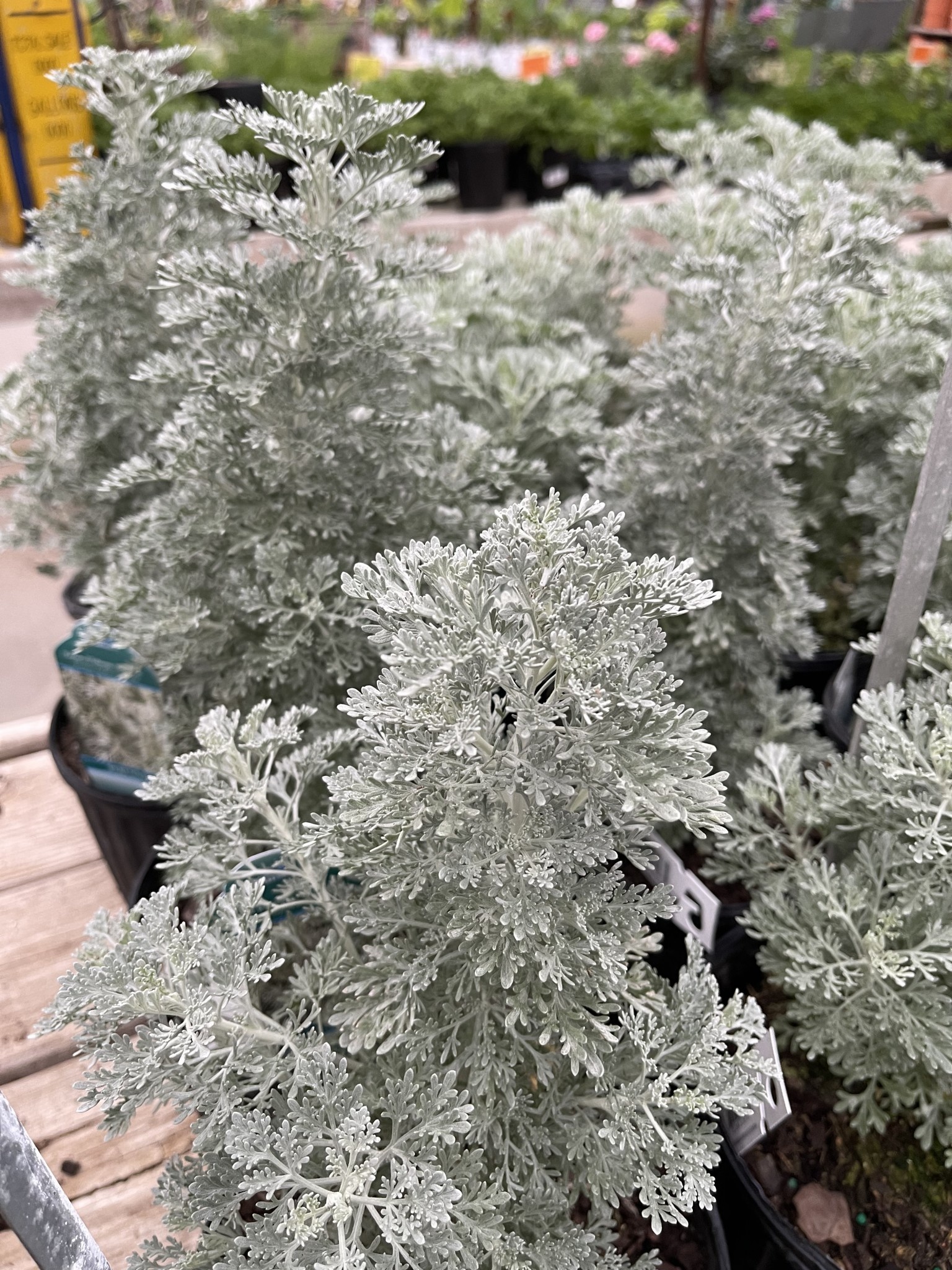 'PARFUM D'ETHIOPIA' ARTEMISIA, 1 GALLON