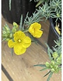 'TEXAS' PRIMROSE PLANT, 1 GALLON