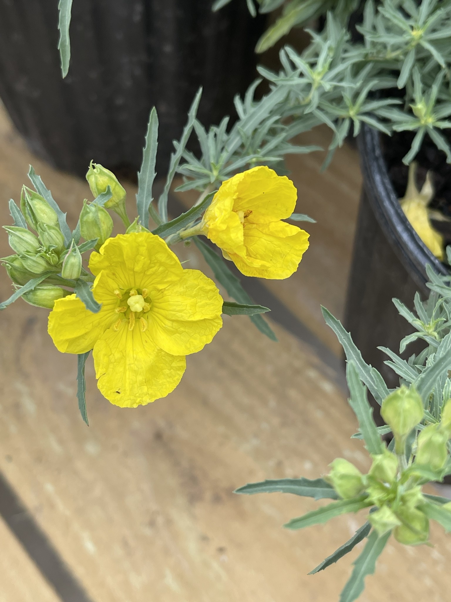 'TEXAS' PRIMROSE PLANT, 1 GALLON