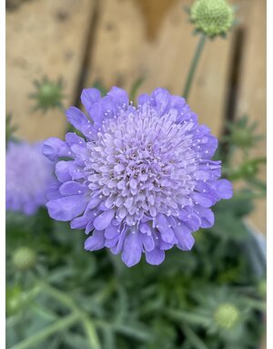 SCABIOSA 'BLUE BUTTERFLY' 1G