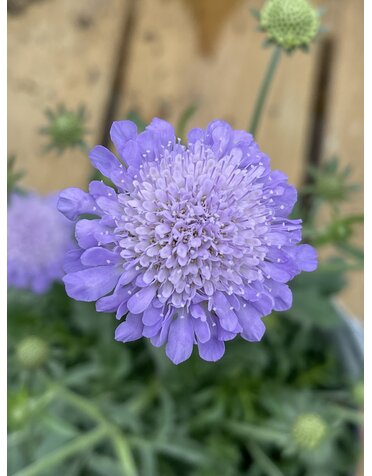 SCABIOSA 'BLUE BUTTERFLY' 1G