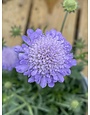 BLUE BUTTERFLY SCABIOSA, 1 GALLON
