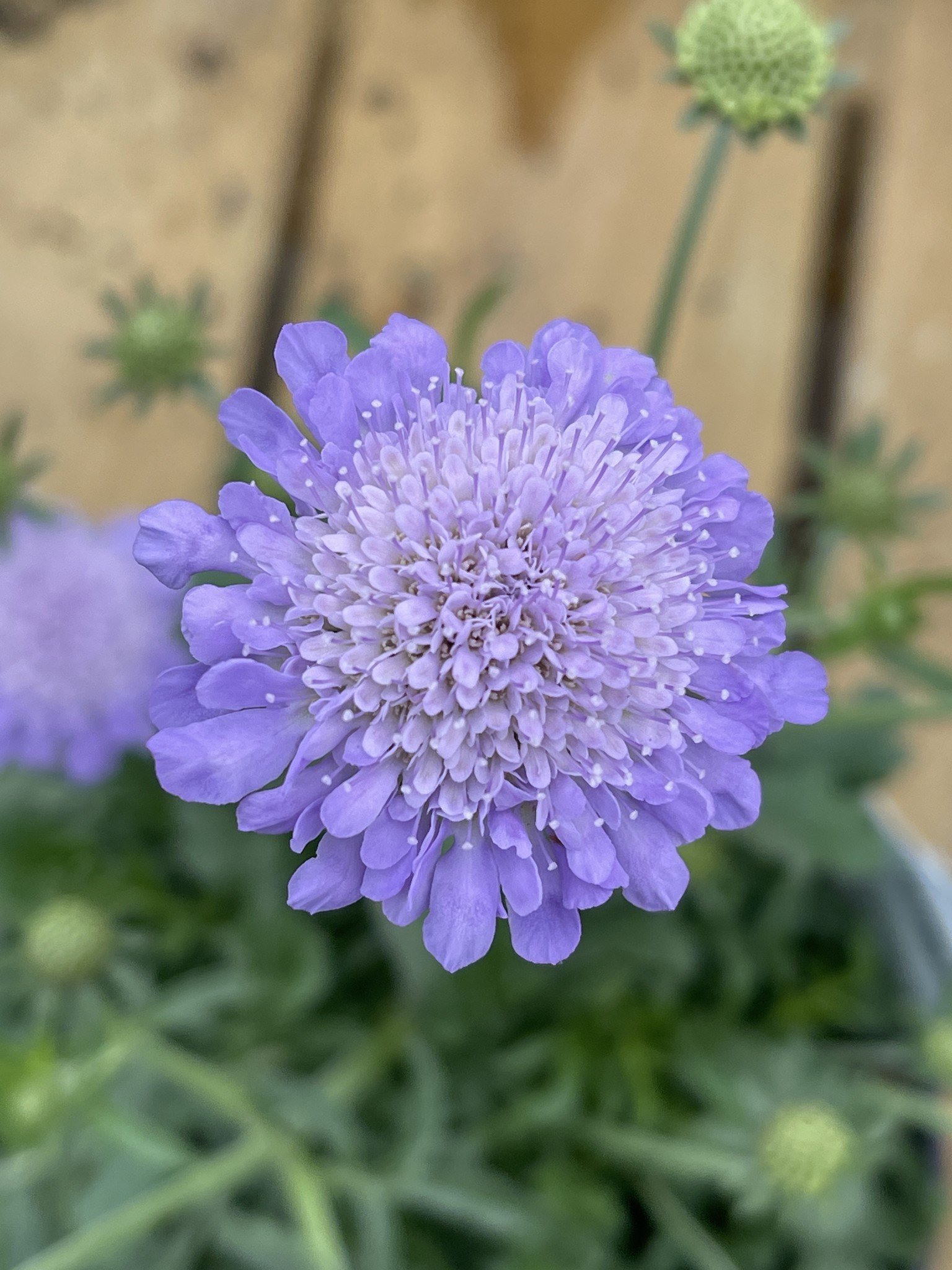 BLUE BUTTERFLY SCABIOSA, 1 GALLON