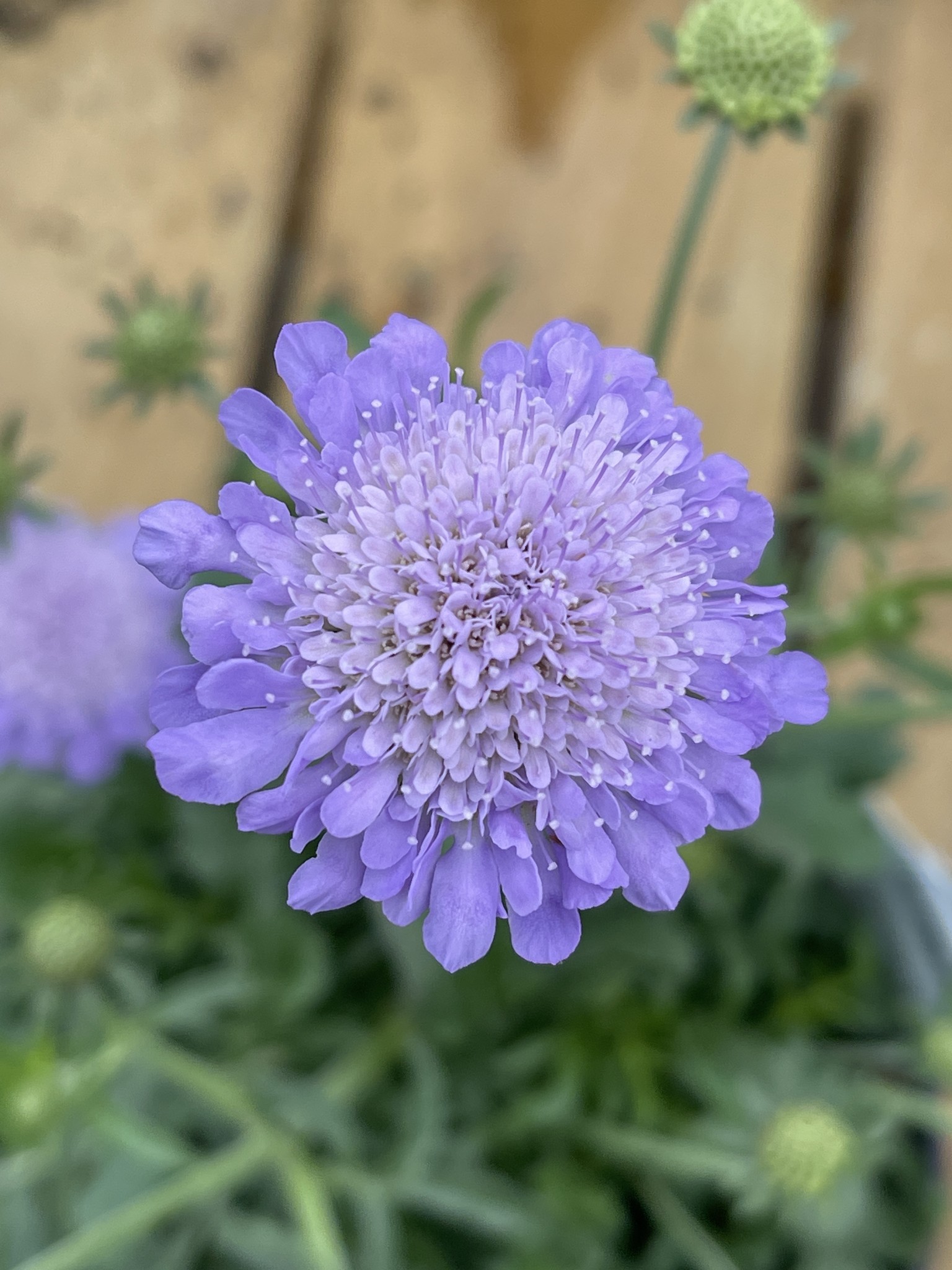 SCABIOSA 'BLUE BUTTERFLY' 1G
