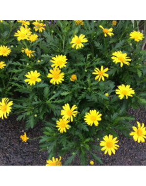 EURYOPS, 'SUNSHINE YELLOW', 3G