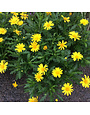 'SUNSHINE YELLOW' EURYOPS, 3 GALLON