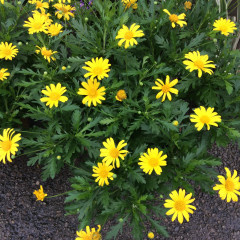 'SUNSHINE YELLOW' EURYOPS, 3 GALLON