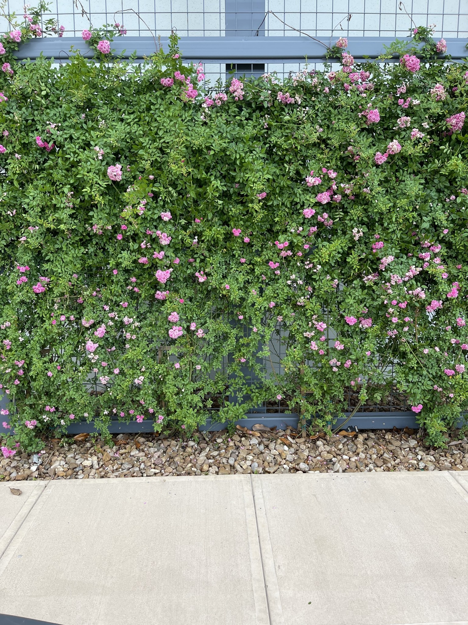 'PEGGY MARTIN' ROSE, 5 GALLON ON A TRELLIS