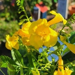 'LYDIA' ESPERANZA PLANT, 3 GALLON