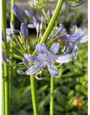 AGAPANTHUS, 'PETER PAN', DWARF, 1G