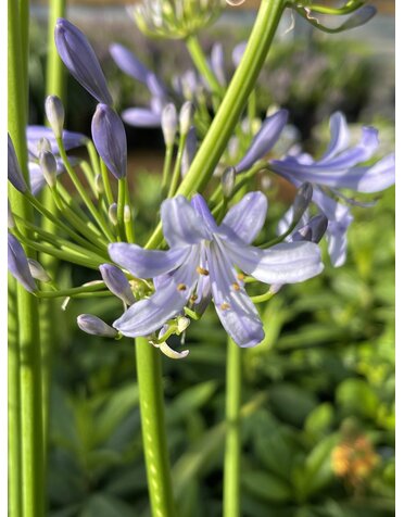 AGAPANTHUS, 'PETER PAN', DWARF, 1G