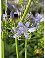 'PETER PAN' DWARF AGAPANTHUS, 1 GALLON