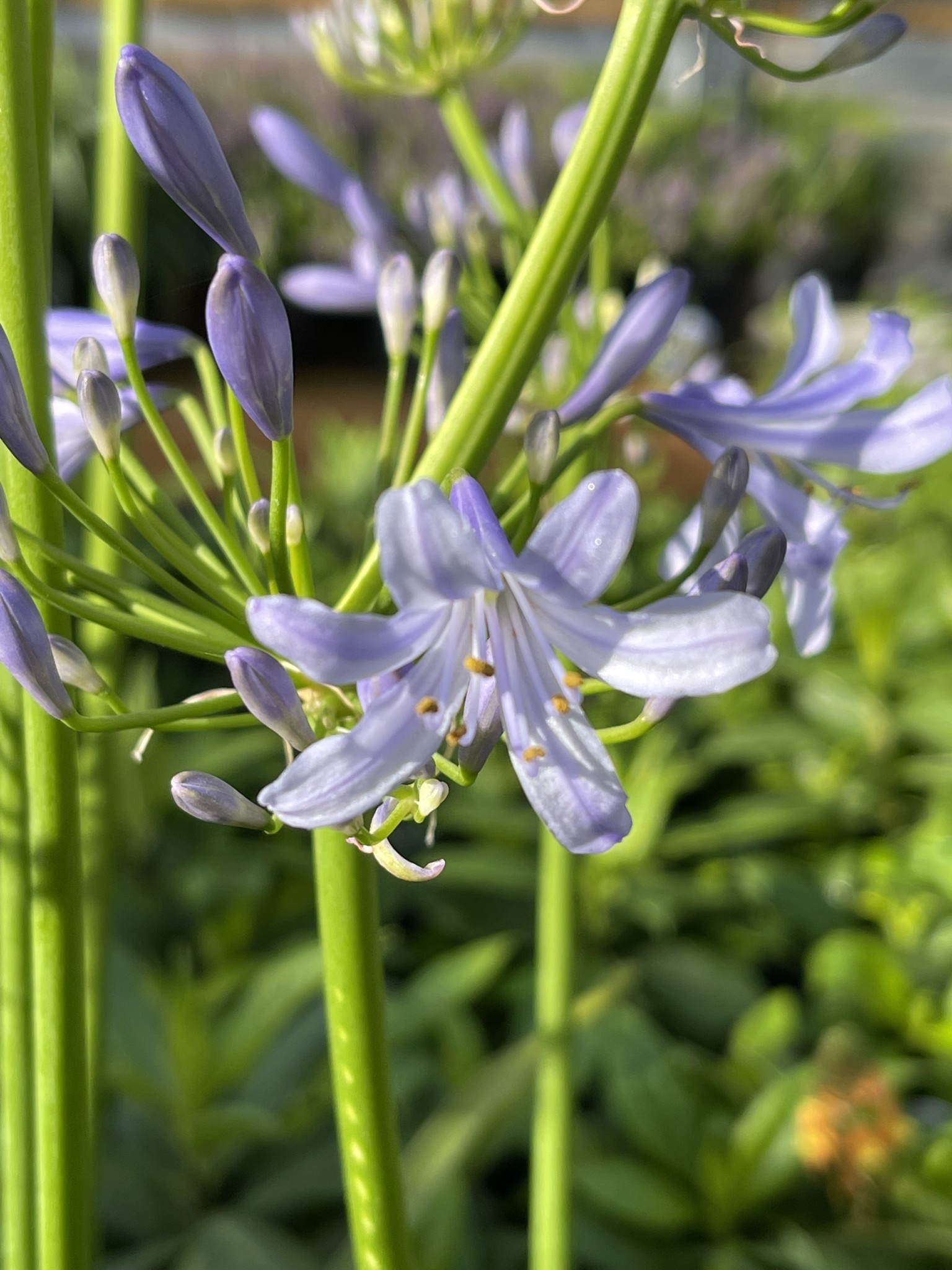 'PETER PAN' DWARF AGAPANTHUS, 1 GALLON