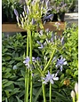 AGAPANTHUS, 'PETER PAN', DWARF, 1G