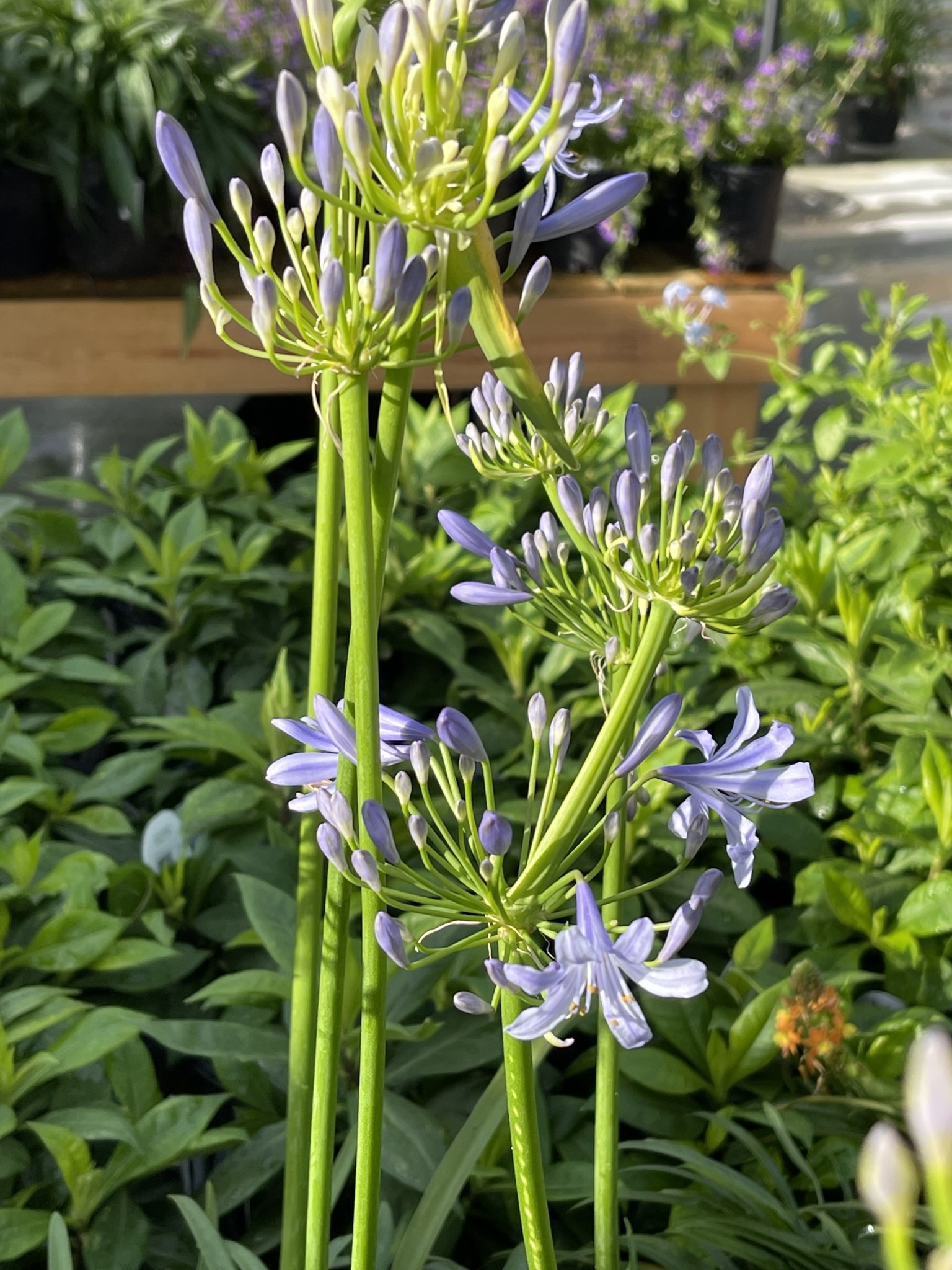 AGAPANTHUS, 'PETER PAN', DWARF, 1G