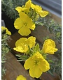 PRIMROSE, 'TEXAS', 1G