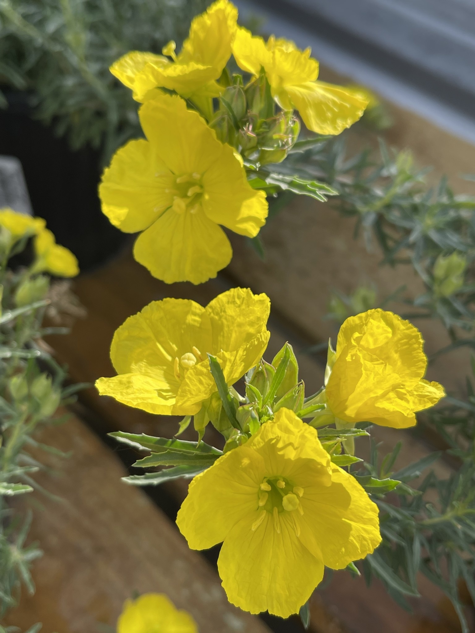 PRIMROSE, 'TEXAS', 1G